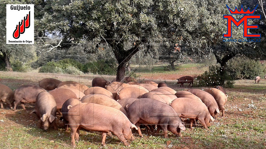 Cerdo iberico alimentándose a base de bellota en régimen de montanera