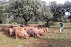 Cerdo Ibérico de Bellota Selección de raza ibérico.
Alimentación natural.
Engordado en régimen de libertad en montanera.